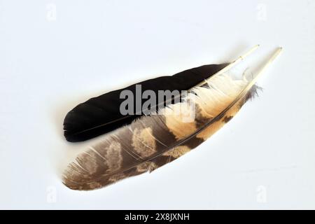 Una piuma nera che cadde da un'ala di corvi e da una piuma di falco colorata. Foto Stock