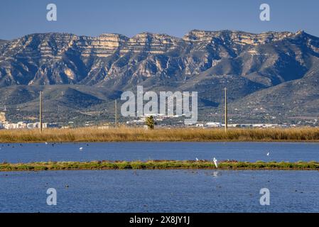 Risaie inondate vicino al villaggio di Poblenou del Delta, nel delta dell'Ebro (Montsià, Tarragona, Catalogna, Spagna) Foto Stock