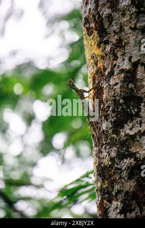 Draco volans (Cekibar, cecak terbang, cicak terbang, klarap, comune drago volante). Il comune drago volante femminile scava un buco nel terreno Foto Stock