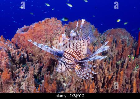 Un pesce leone rosso invasivo sulla barriera corallina delle Isole Cayman. Questo nuovo arrivato sta causando danni significativi al fragile ecosistema dei Caraibi Foto Stock
