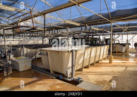 Piscine presso il centro IRTA di la Ràpita, dove alcune specie di pesci vengono allevate per lo studio e la reintroduzione nel Delta dell'Ebro. Tarragona, Catalogna, Spagna Foto Stock