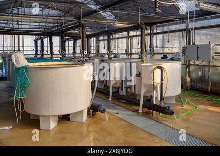 Piscine presso il centro IRTA di la Ràpita, dove alcune specie di pesci vengono allevate per lo studio e la reintroduzione nel Delta dell'Ebro. Tarragona, Catalogna, Spagna Foto Stock