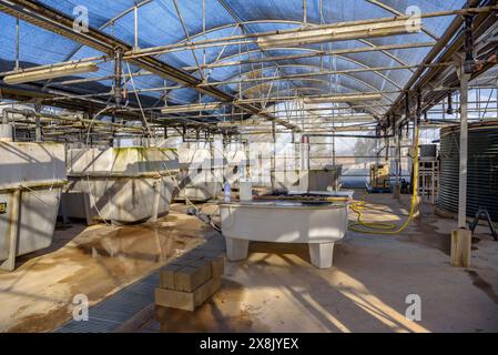 Piscine presso il centro IRTA di la Ràpita, dove alcune specie di pesci vengono allevate per lo studio e la reintroduzione nel Delta dell'Ebro. Tarragona, Catalogna, Spagna Foto Stock