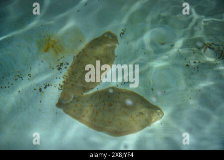 Piscine presso il centro IRTA di la Ràpita, dove alcune specie di pesci vengono allevate per lo studio e la reintroduzione nel Delta dell'Ebro (Tarragona, Catalogna, Spagna) Foto Stock