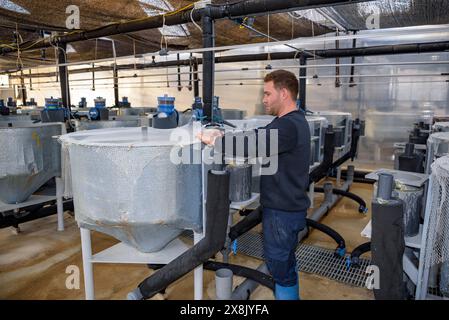 Piscine presso il centro IRTA di la Ràpita, dove alcune specie di pesci vengono allevate per lo studio e la reintroduzione nel Delta dell'Ebro, Tarragona, Catalogna, Spagna Foto Stock