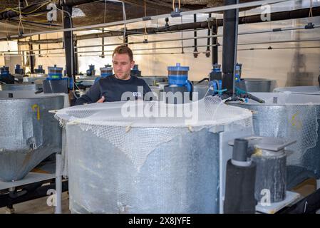 Piscine presso il centro IRTA di la Ràpita, dove alcune specie di pesci vengono allevate per lo studio e la reintroduzione nel Delta dell'Ebro, Tarragona, Catalogna, Spagna Foto Stock