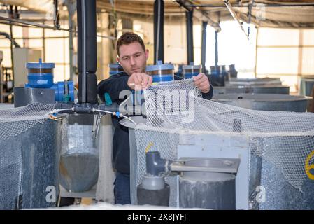 Piscine presso il centro IRTA di la Ràpita, dove alcune specie di pesci vengono allevate per lo studio e la reintroduzione nel Delta dell'Ebro, Tarragona, Catalogna, Spagna Foto Stock