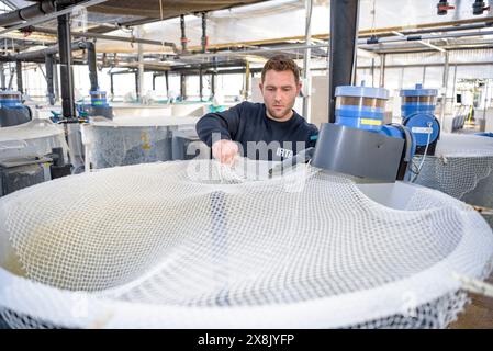 Piscine presso il centro IRTA di la Ràpita, dove alcune specie di pesci vengono allevate per lo studio e la reintroduzione nel Delta dell'Ebro, Tarragona, Catalogna, Spagna Foto Stock