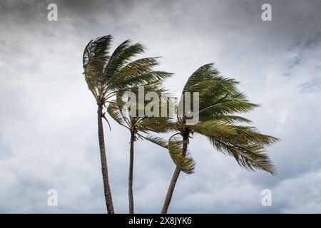 Le palme soffiano in caso di vento, maltempo, uragano in una posizione fronte spiaggia tropicale caraibica. Turbolento schema di inclement nelle Isole Cayman Foto Stock