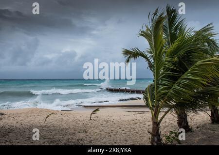 Le palme soffiano in caso di vento, maltempo, uragano in una posizione fronte spiaggia tropicale caraibica. Turbolento schema di inclement nelle Isole Cayman Foto Stock