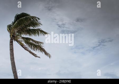 Le palme soffiano in caso di vento, maltempo, uragano in una posizione fronte spiaggia tropicale caraibica. Turbolento schema di inclement nelle Isole Cayman Foto Stock