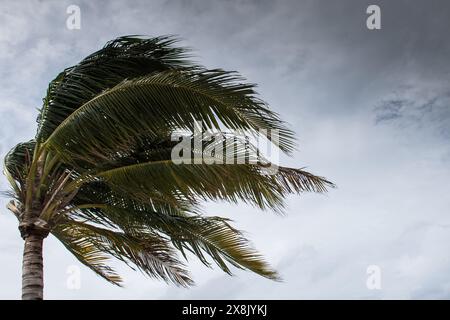 Le palme soffiano in caso di vento, maltempo, uragano in una posizione fronte spiaggia tropicale caraibica. Turbolento schema di inclement nelle Isole Cayman Foto Stock