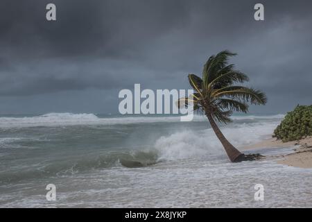 Le palme soffiano in caso di vento, maltempo, uragano in una posizione fronte spiaggia tropicale caraibica. Turbolento schema di inclement nelle Isole Cayman Foto Stock