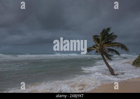 Le palme soffiano in caso di vento, maltempo, uragano in una posizione fronte spiaggia tropicale caraibica. Turbolento schema di inclement nelle Isole Cayman Foto Stock