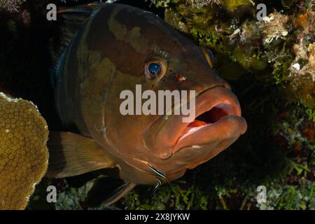 Una cernia di nassau che si nasconde in un buco nella barriera corallina ha dei gobies più puliti sulla faccia. I pesci di questa stazione di pulizia vivono una relazione simbiotica Foto Stock