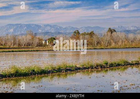 Campi di riso con acqua in inverno accanto al canale sulla destra (Canal de la Dreta) del Delta dell'Ebro (Montsià, Tarragona, Catalogna, Spagna) Foto Stock