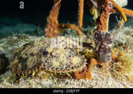 Un'interessante raccolta subacquea dove un'aragosta si è imbattuta in un cavalluccio marino lungo. Entrambe le creature sono illusorie, così da trovare le due cose da fare Foto Stock