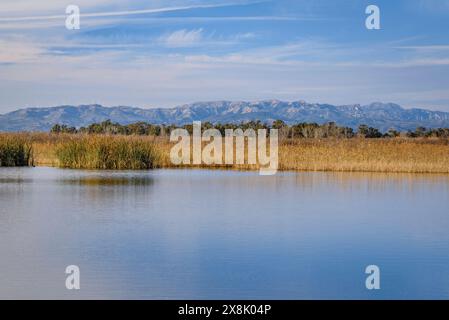 Laguna di Violí, nella zona dell'Alfacada, nel Delta dell'Ebro, in un pomeriggio invernale (Tarragona, Catalogna, Spagna) ESP: Laguna del Violí, al Delta del Ebro Foto Stock