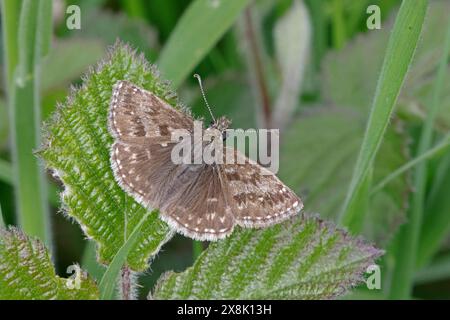 Dingy Skipper nel Cotswolds Gloucestershire Regno Unito Foto Stock