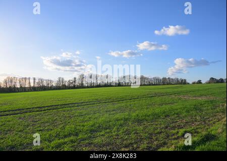 Linea di alberi in sihouette e terreni agricoli vicino al villaggio di Chart Sutton, vicino a Maidstone, Kent, Regno Unito. Foto Stock