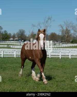 Corsa libera dei cavalli belgi nel pascolo di prato paddock di erba verde purosangue cavallo belga in estate, sfondo bianco in primavera nella fattoria del Kentucky Foto Stock