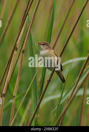 Le parula di canne locali stanno ancora raccogliendo materiale di nido, ma alcuni sono probabilmente già sulle uova. Foto Stock