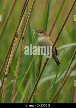 Le parula di canne locali stanno ancora raccogliendo materiale di nido, ma alcuni sono probabilmente già sulle uova. Foto Stock