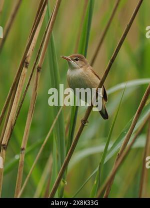 Le parula di canne locali stanno ancora raccogliendo materiale di nido, ma alcuni sono probabilmente già sulle uova. Foto Stock