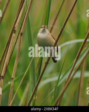 Le parula di canne locali stanno ancora raccogliendo materiale di nido, ma alcuni sono probabilmente già sulle uova. Foto Stock