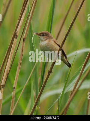 Le parula di canne locali stanno ancora raccogliendo materiale di nido, ma alcuni sono probabilmente già sulle uova. Foto Stock