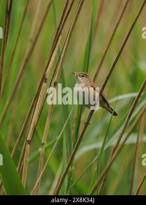 Le parula di canne locali stanno ancora raccogliendo materiale di nido, ma alcuni sono probabilmente già sulle uova. Foto Stock