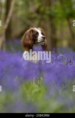 Spaniel inglese in bluebells selvaggi Foto Stock