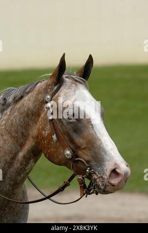 ritratto di cavallo appaloosa cavallo appaloosa purosangue con un'orecchino in pelle con un'immagine equina verticale Foto Stock