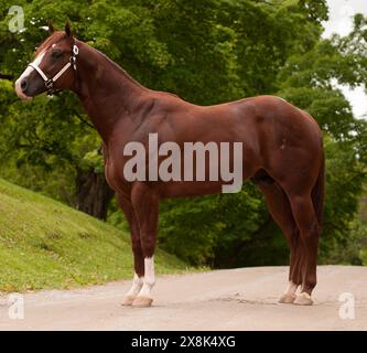 conformazione equina solida appaloosa scattato foto equine da un lato dell'intero corpo mostrando muscoli quattro gambe quattro zoccoli rombi e spalle collo e. Foto Stock