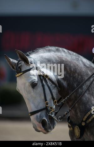 colpo alla testa di cavallo o ritratto del cavallo grigio spagnolo andaluso in pelle inglese a doppia briglia due set di redini che mostrano le orecchie dei cavalli dressage in avanti Foto Stock