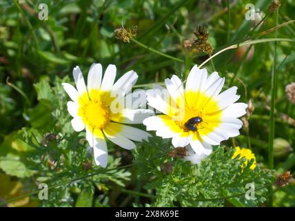 Un paio di piccoli insetti su un bellissimo fiore della Corona Margherita, Isola di Delo, Mykonos, Grecia Foto Stock