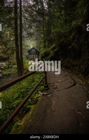 Natura pura, paesaggio immerso in una gola con fiume. Foresta europea a Hrensko, Gola di Kamnitz, Svizzera boema, Repubblica Ceca Foto Stock