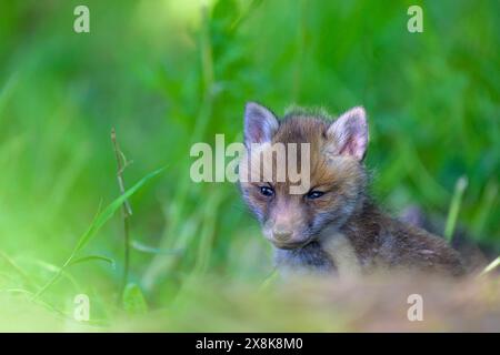 Un cucciolo di volpe (Vulpes vulpes) si siede attentamente nell'erba e osserva i suoi dintorni, Guxhagen, Assia, Germania Foto Stock