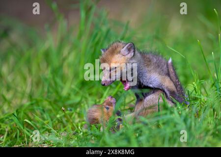 Due cuccioli di volpe (Vulpes vulpes) che giocano sull'erba verde, uno ha la bocca aperta, Guxhagen, Assia, Germania Foto Stock