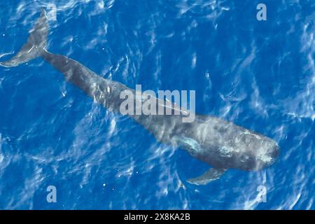 (240526) -- SANYA, 26 maggio 2024 (Xinhua) -- una foto di un drone aereo scattata il 26 maggio 2024 mostra la balena pilota a pinna corta "Haitang" che nuota in mare. Il 3 gennaio di quest'anno, un pilota di balena a pinna corta maschio ferito è stato trovato bloccato nella baia di Haitang di Sanya. È stato inviato al Sanya Haichang Animal Conservation Center per il trattamento ed è stato chiamato "Haitang". Grazie alla meticolosa cura fornita da allevatori professionisti e volontari, "Haitang" si riprende bene ed è determinato a essere rimesso in mare dopo un esame approfondito e una valutazione da parte di esperti. (Xinhua/Zhang Foto Stock