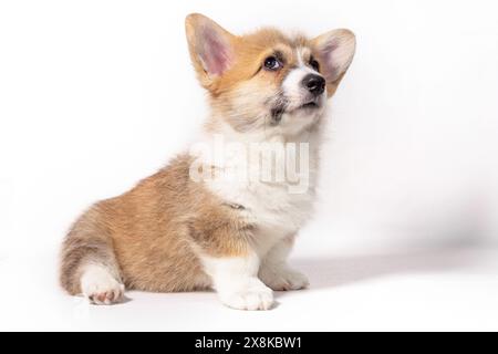Un affascinante cucciolo di Pembroke Welsh Corgi si siede su uno sfondo bianco e guarda con attenzione. Foto Stock
