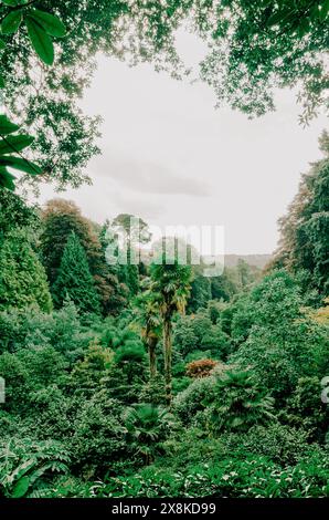 Trebah Garden con alberi abbondanti in Cornovaglia, Regno Unito Foto Stock