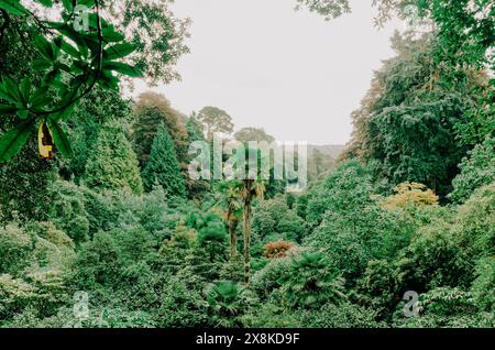 Trebah Garden con alberi abbondanti in Cornovaglia, Regno Unito Foto Stock