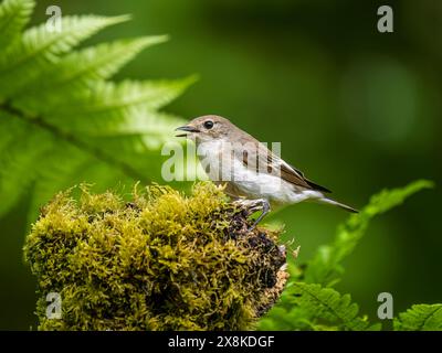 Aberystwyth, Ceredigion, Galles, Regno Unito. 26 maggio 2024. La primavera nel Galles centrale e i pied flycatcher sono tornati nei boschi per nidificare. Questi piccoli uccelli vivono in Africa e migrano verso l'Europa settentrionale in primavera, tornando a fine estate/inizio autunno. Il maschio è nero e bianco, mentre la femmina è una sfumatura più marrone ma uguale. Crediti: Phil Jones/Alamy Live News Foto Stock