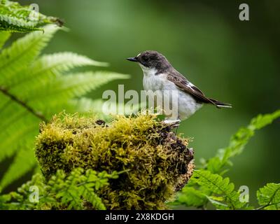 Aberystwyth, Ceredigion, Galles, Regno Unito. 26 maggio 2024. La primavera nel Galles centrale e i pied flycatcher sono tornati nei boschi per nidificare. Questi piccoli uccelli vivono in Africa e migrano verso l'Europa settentrionale in primavera, tornando a fine estate/inizio autunno. Il maschio è nero e bianco, mentre la femmina è una sfumatura più marrone ma uguale. Crediti: Phil Jones/Alamy Live News Foto Stock