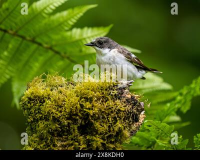 Aberystwyth, Ceredigion, Galles, Regno Unito. 26 maggio 2024. La primavera nel Galles centrale e i pied flycatcher sono tornati nei boschi per nidificare. Questi piccoli uccelli vivono in Africa e migrano verso l'Europa settentrionale in primavera, tornando a fine estate/inizio autunno. Il maschio è nero e bianco, mentre la femmina è una sfumatura più marrone ma uguale. Crediti: Phil Jones/Alamy Live News Foto Stock