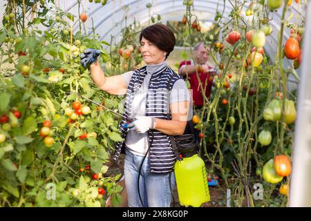 Donne anziane che spruzzano piante da giardino con sostanze chimiche nella serra del cortile Foto Stock