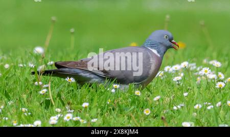 Moira Demesne, Moira, Contea di Down, Irlanda del Nord, Regno Unito. 26 maggio 2024. 26 maggio 2024. Tempo nel Regno Unito - coperto ma asciutto, anche se la pioggia era prevista per questo pomeriggio. CA Woodpigeon sta per nutrirsi. Crediti: CAZIMB/Alamy Live News. Foto Stock