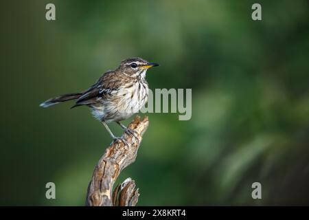 Red backed Scrub Robin in piedi su tronchi isolati in background naturale nel Parco Nazionale di Kruger, Sud Africa ; specie Cercotrichas leucophrys famiglia di Foto Stock