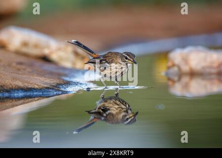 Red backed Scrub Robin in piedi in una pozza d'acqua con riflessi nel Kruger National Park, Sudafrica; specie Cercotrichas leucophrys famiglia di Musicapid Foto Stock